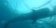 Philippines - 2012-01-16 - 133 - Whale Shark Beach
